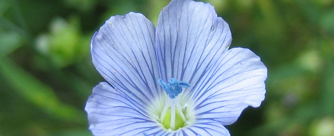 Lein - Linum usitatissimum Lein - Linum usitatissimum