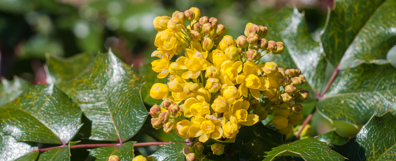 Mahonie - Mahonia aquifolium Mahonie - Mahonia aquifolium