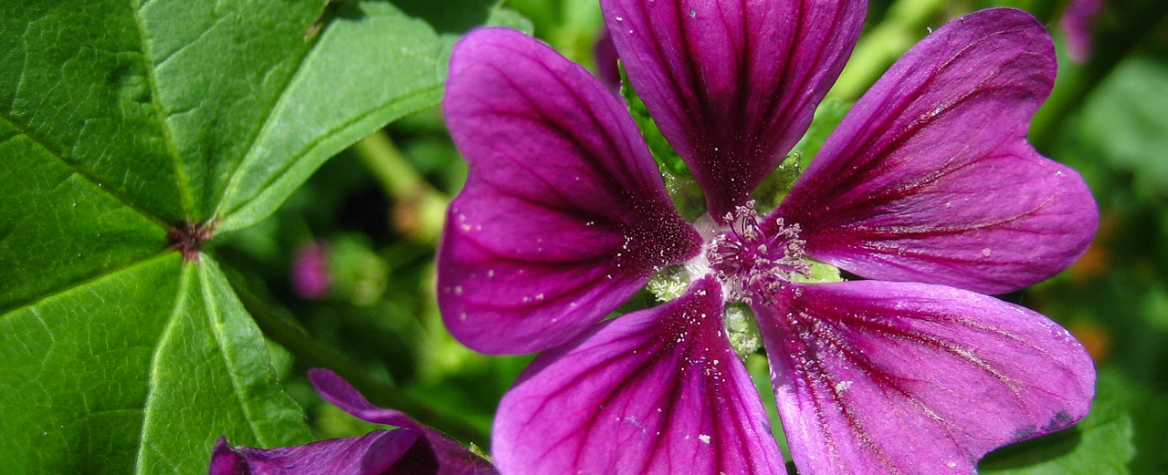 Wilde Malve - Malva sylvestris