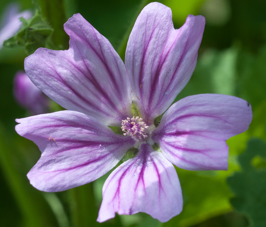 Wilde Malve - Malva sylvestris