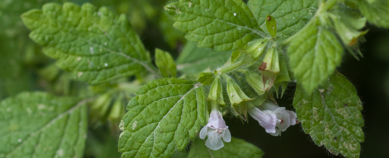 Melisse - Melissa officinalis