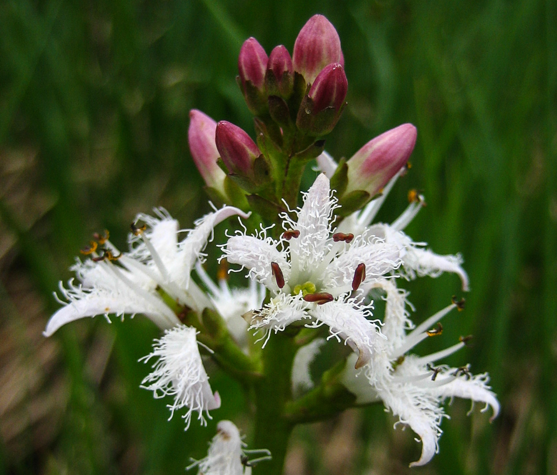 Fieberklee - Menyanthes trifoliata