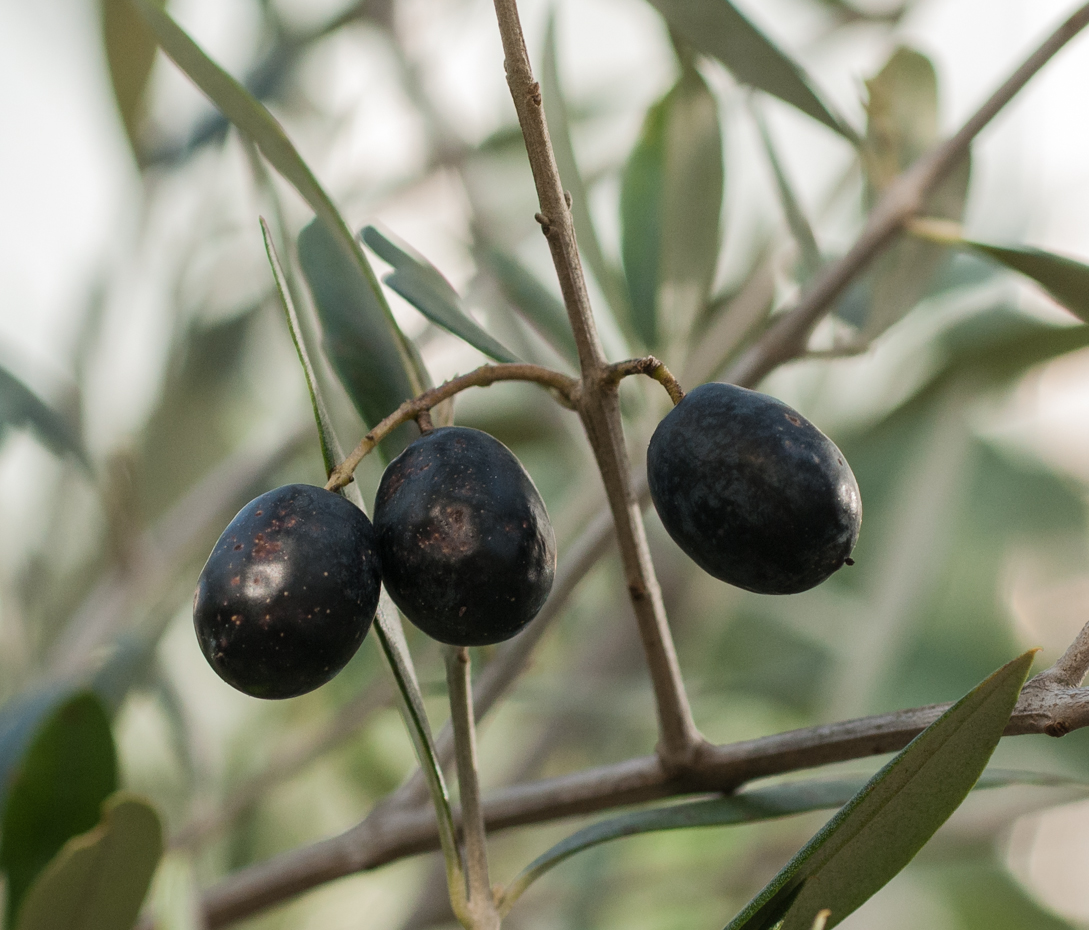 Ölbaum - Olea europaea