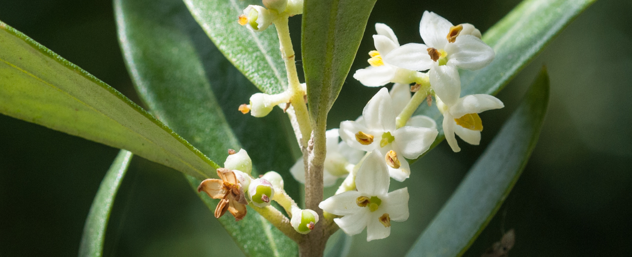 Ölbaum - Olea europaea Ölbaum - Olea europaea