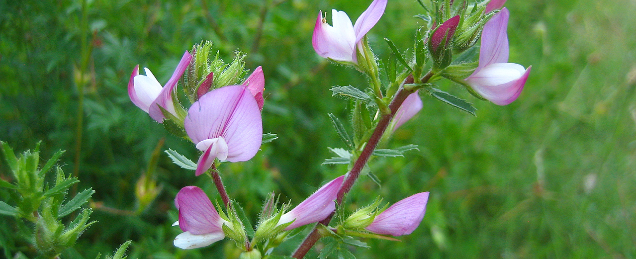 Dornige Hauhechel - Ononis spinosa Dornige Hauhechel - Ononis spinosa