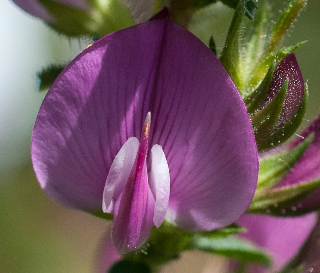 Dornige Hauhechel - Ononis spinosa