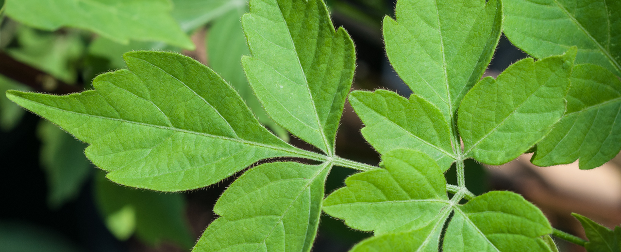 Guarana - Paullinia cupana Guarana - Paullinia cupana