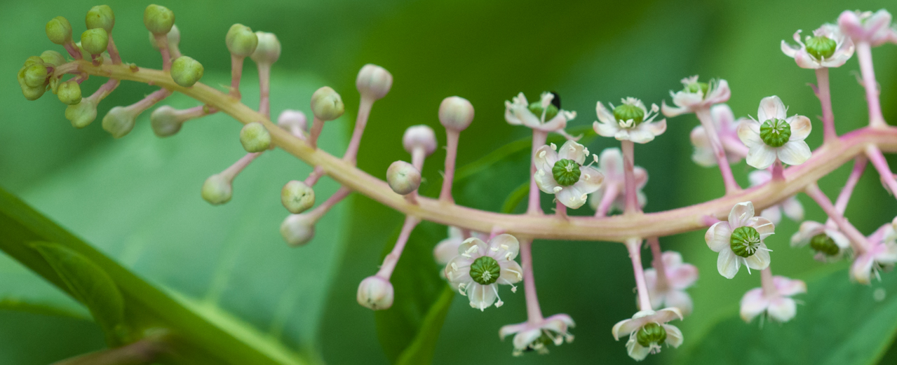 Kermesbeere - Phytolacca americana