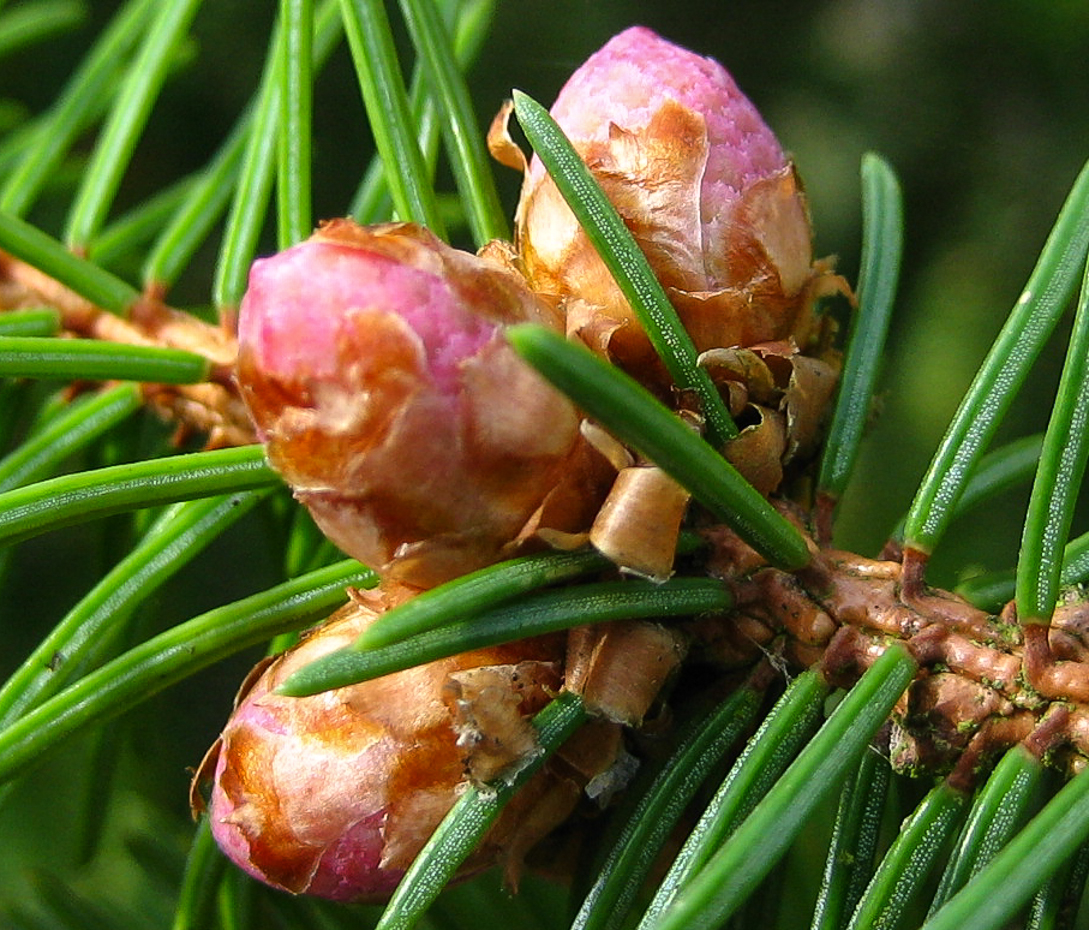 Fichte - Picea abies, männlicher Blütenstand (Zapfen)