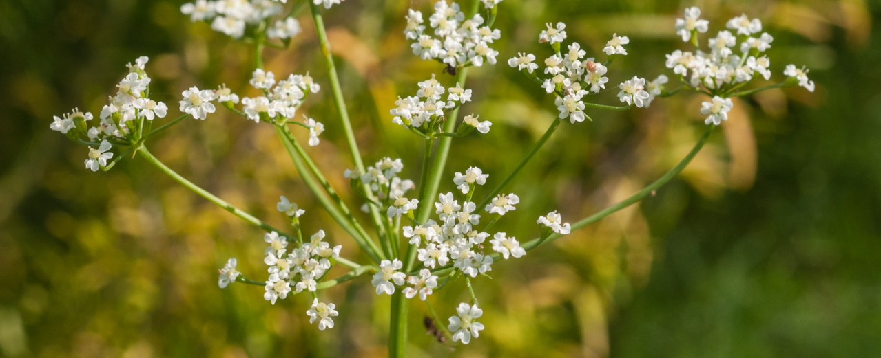 Anis - Pimpinella anisum