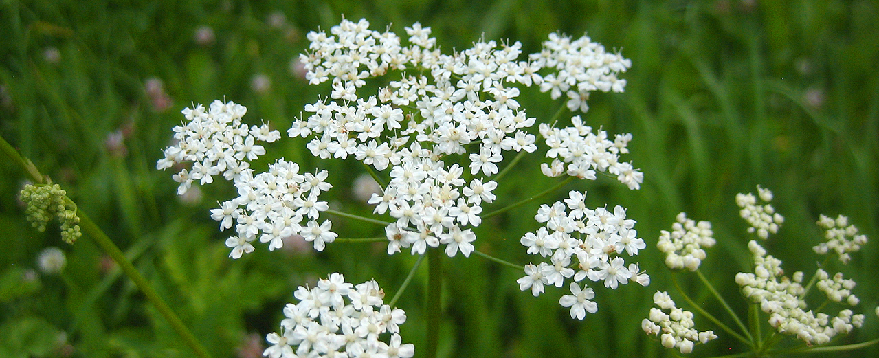 Große Bibernelle - Pimpinella major