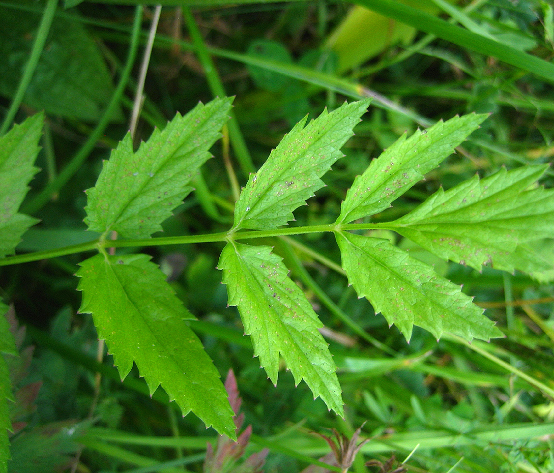 Große Bibernelle - Pimpinella major