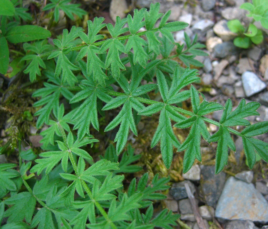 Kleine Bibernelle - Pimpinella saxifraga