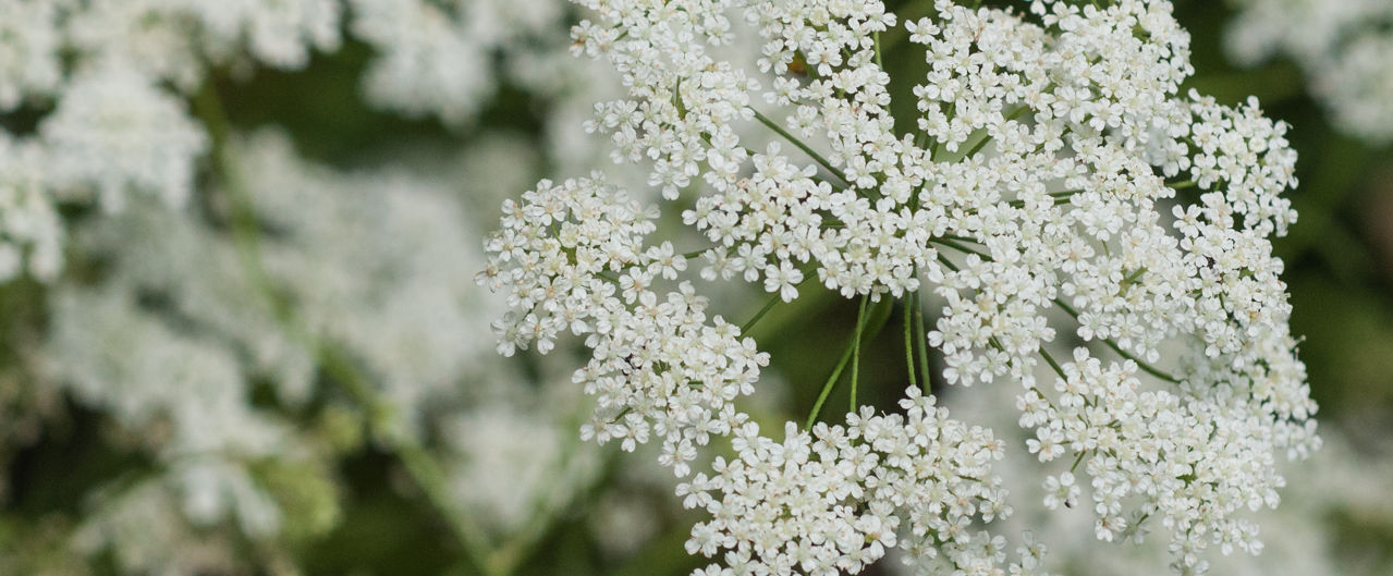 Kleine Bibernelle - Pimpinella saxifraga