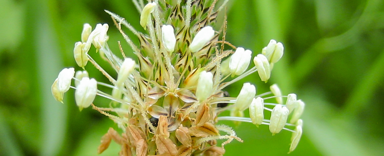 Spitzwegerich - Plantago lanceolata