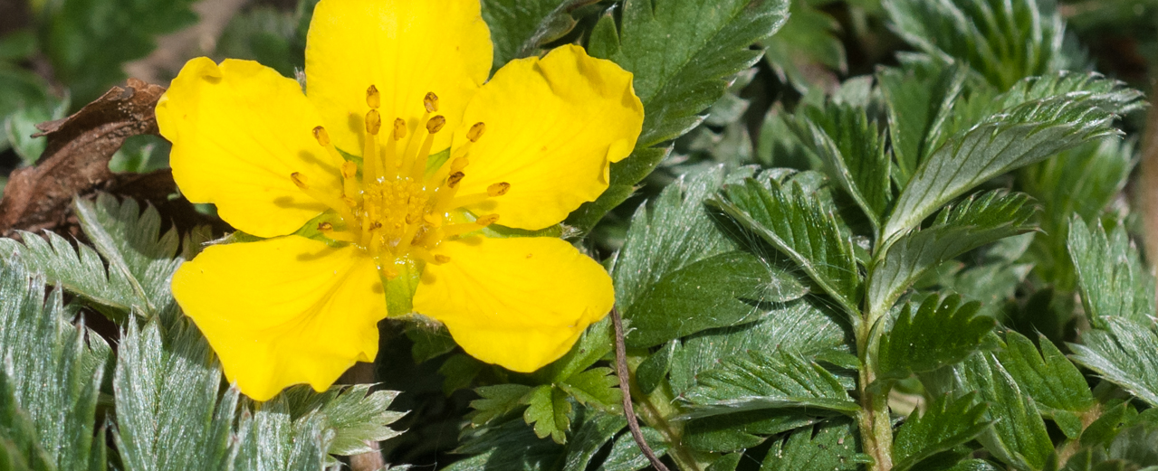 Gänsefingerkraut - Potentilla anserina