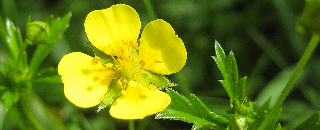 Blutwurz - Potentilla erecta