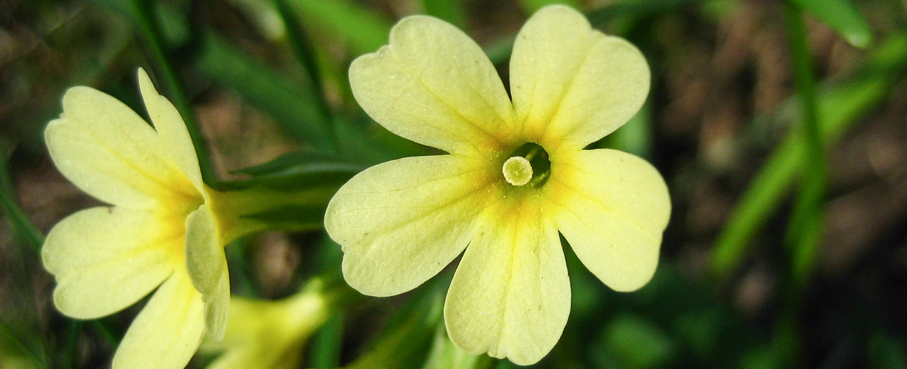 Hohe Schlüsselblume - Primula elatior