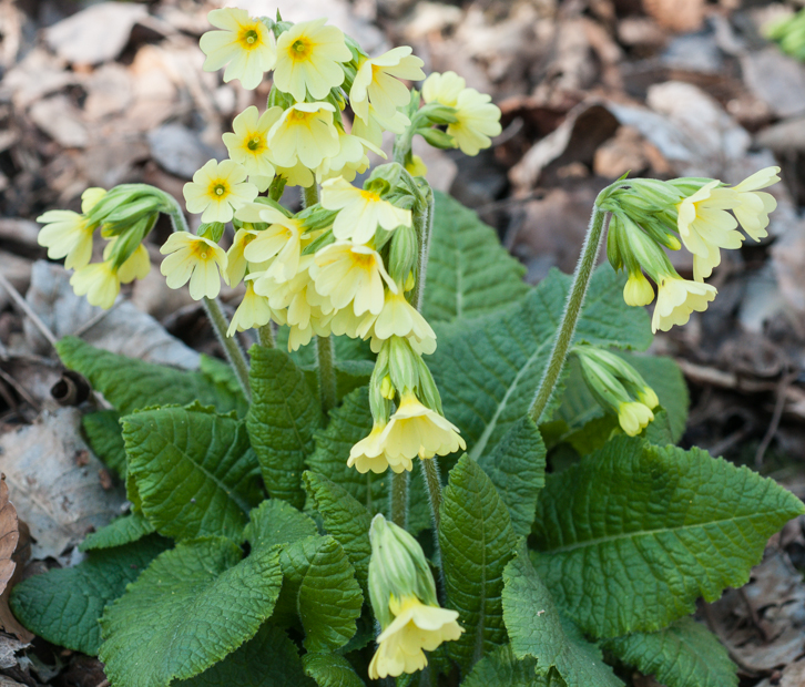 Hohe Schlüsselblume - Primula elatior