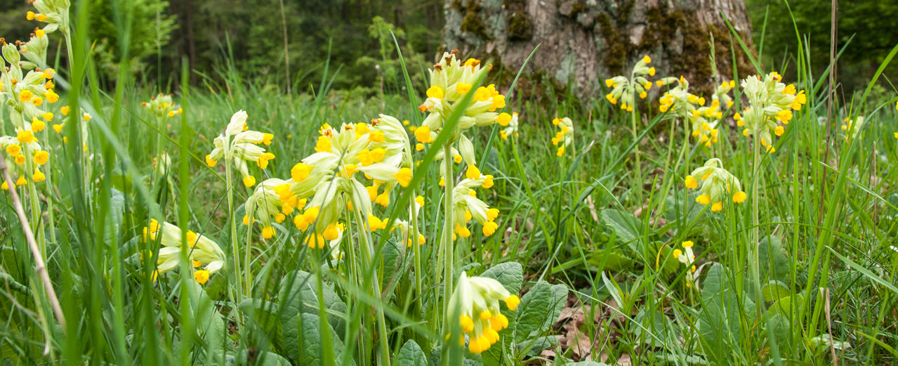 Wiesen-Schlüsselblume - Primula veris