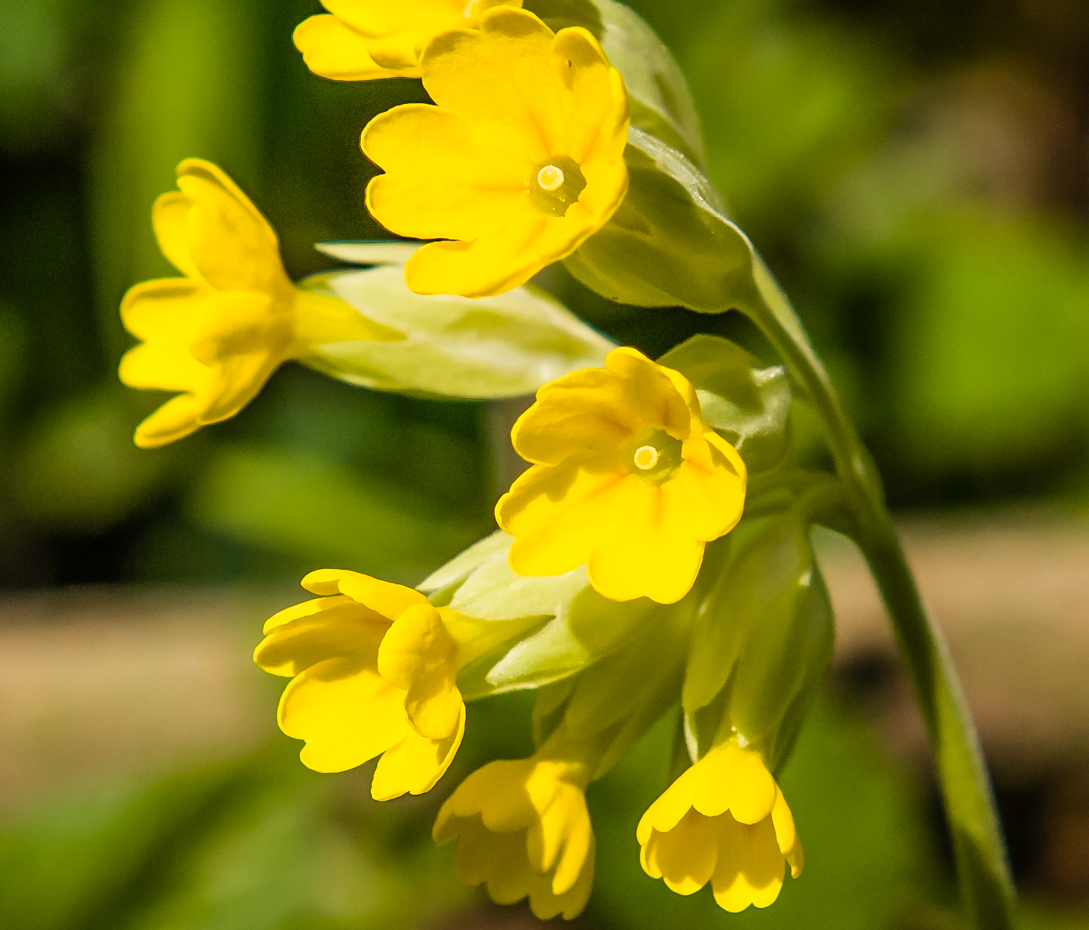 Wiesen-Schlüsselblume - Primula veris