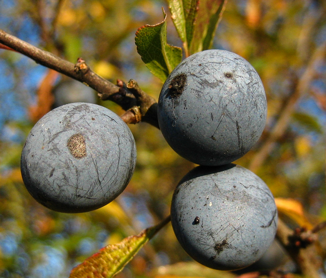 Schlehe - Prunus spinosa