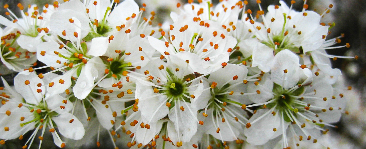 Schlehe - Prunus spinosa