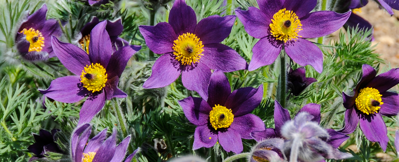 Küchenschelle - Pulsatilla vulgaris