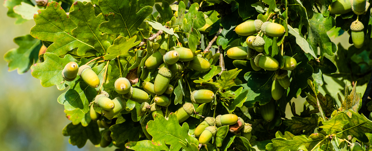 Stieleiche - Quercus robur Stieleiche - Quercus robur