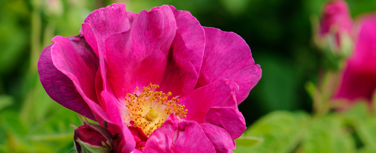 Apothekerrose - Rosa gallica 'Officinalis'