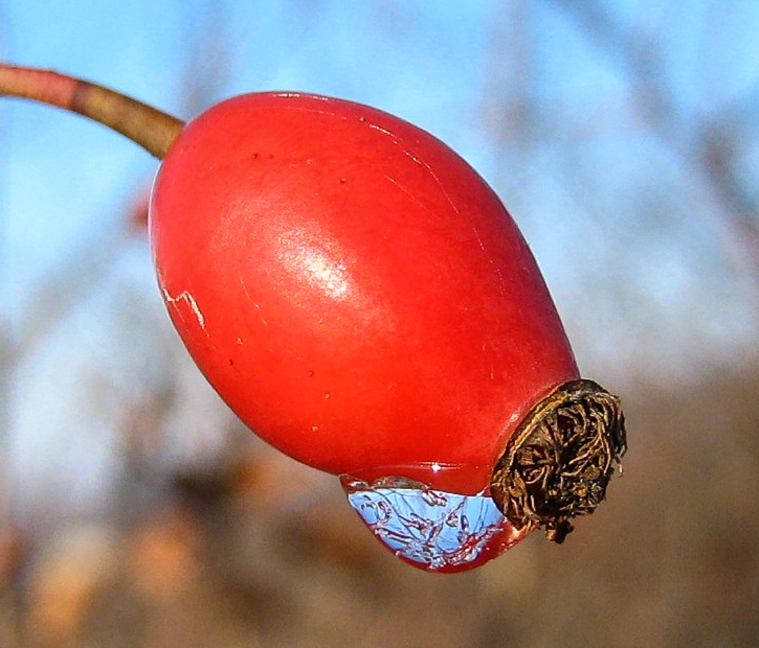 Hundsrose - Rosa canina