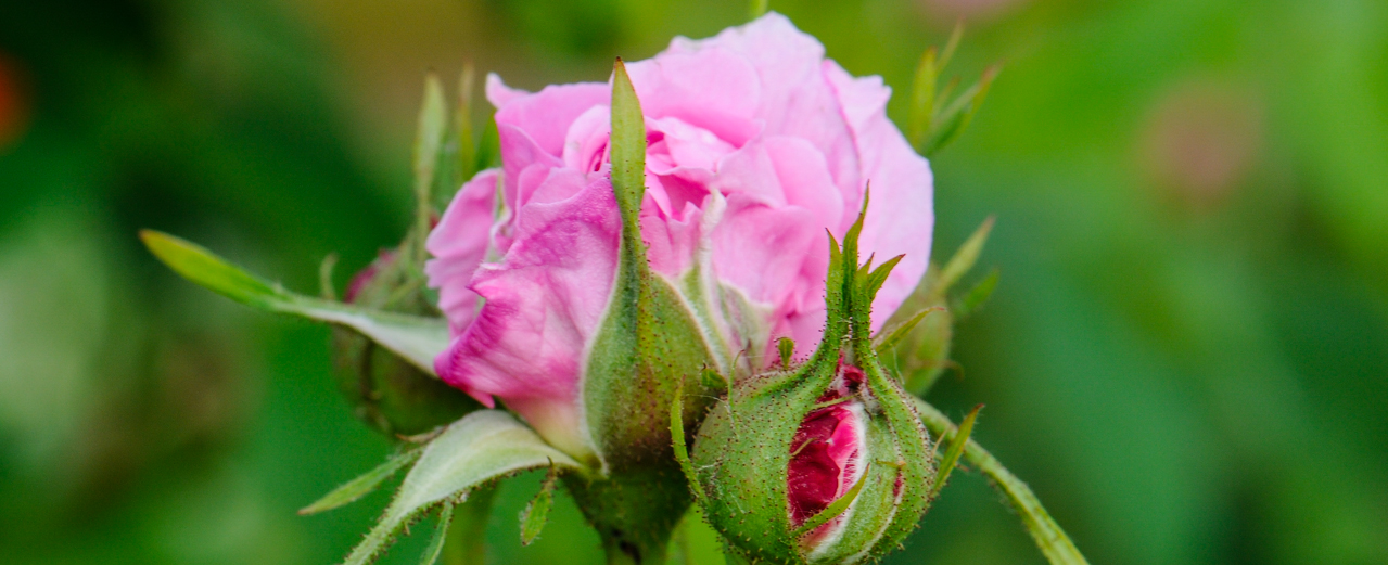 Hundertblättrige Rose - Rosa x centifolia Hundertblättrige Rose - Rosa x centifolia
