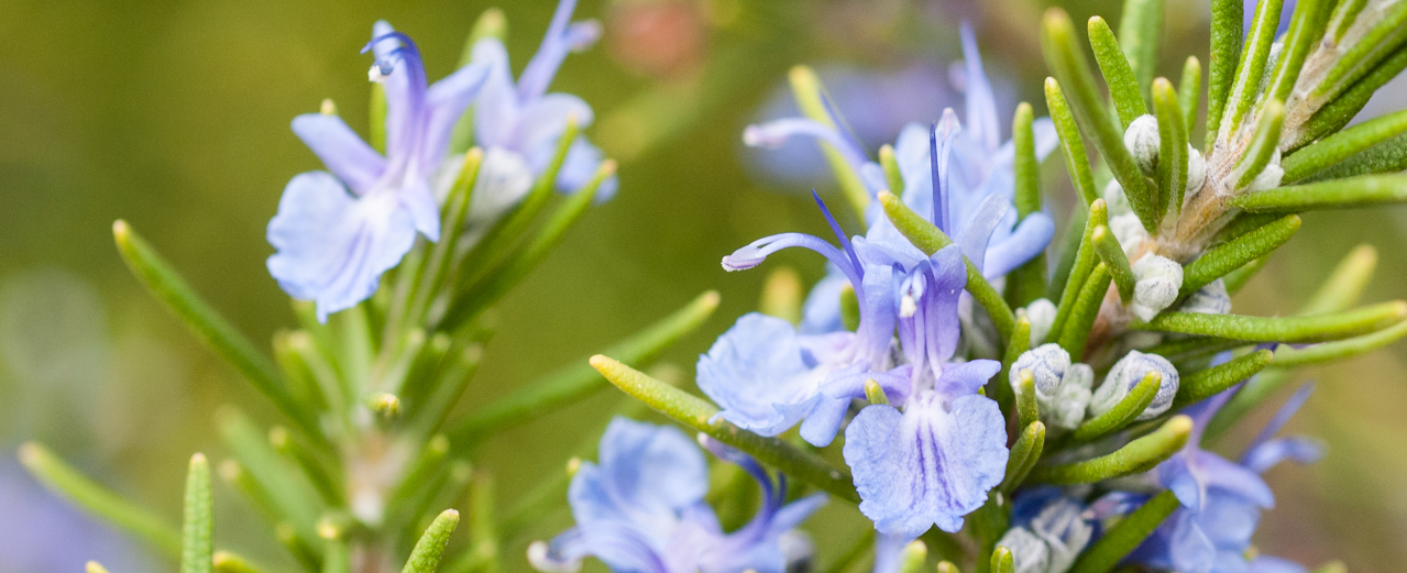 Rosmarin - Rosmarinus officinalis Rosmarin - Rosmarinus officinalis