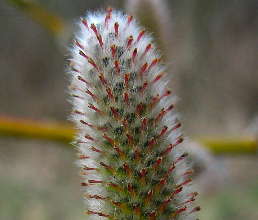 Reif-Weide - Salix daphnoides