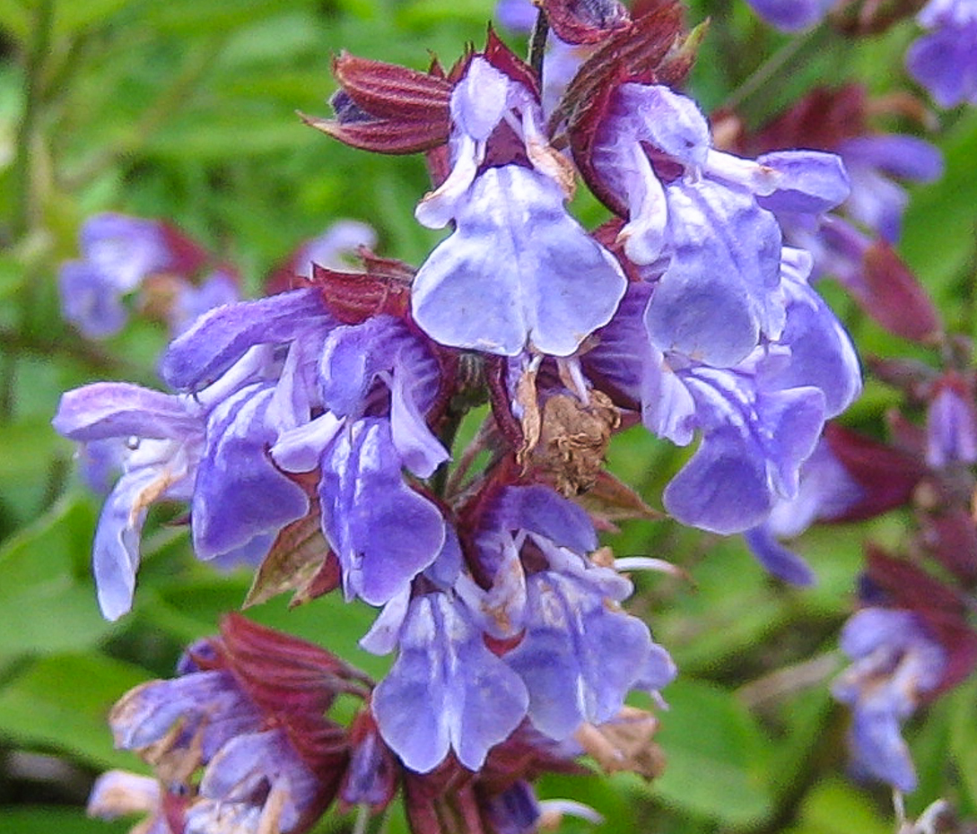 Echter Salbei - Salvia officinalis