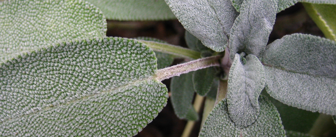 Echter Salbei - Salvia officinalis