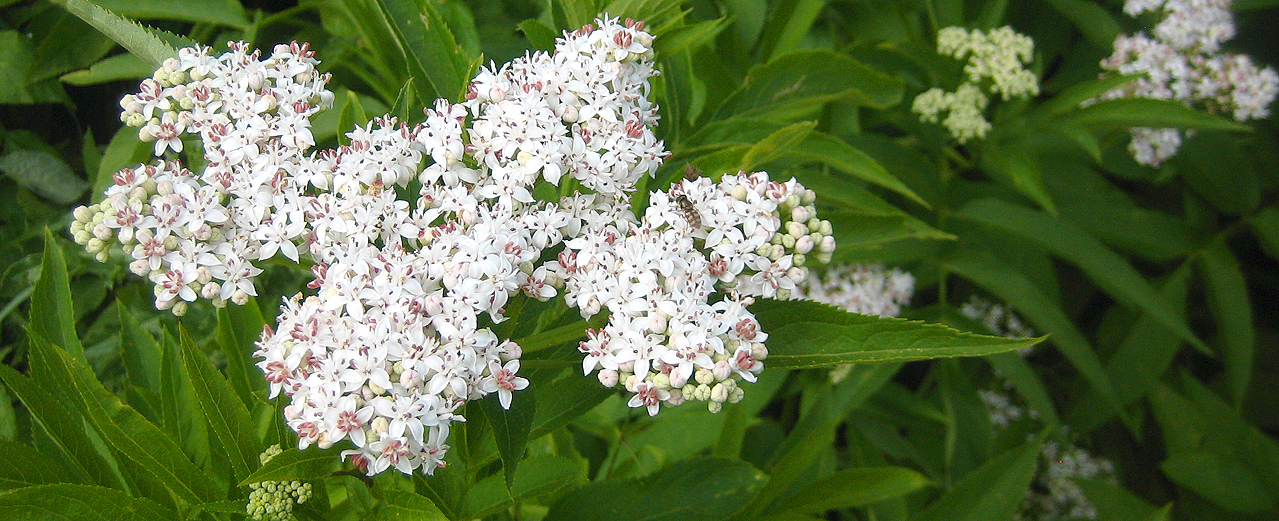 Zwerg-Holunder - Sambucus ebulus Zwerg-Holunder - Sambucus ebulus