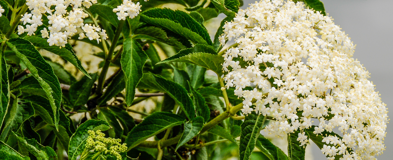 Schwarzer Holunder - Sambucus nigra