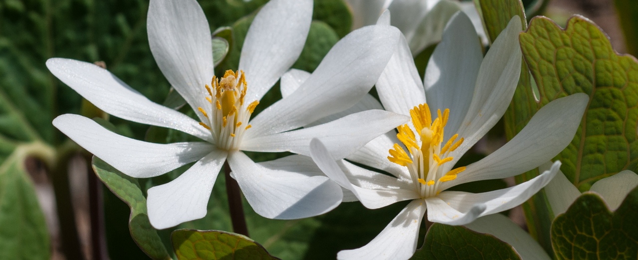 Kanadische Blutwurz - Sanguinaria canadensis