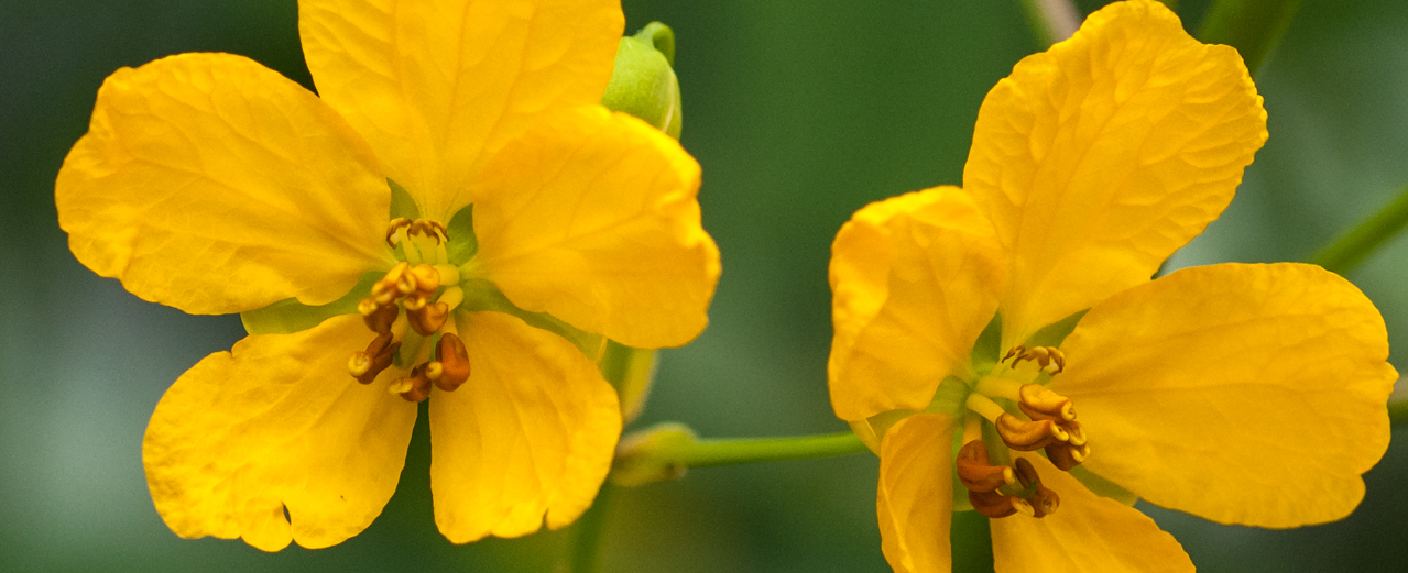 Alexandriner-Senna - Senna alexandrina Alexandriner-Senna - Senna alexandrina