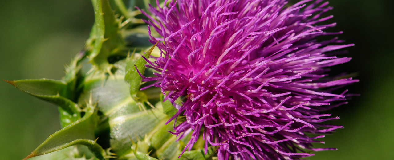 Mariendistel - Silybum marianum