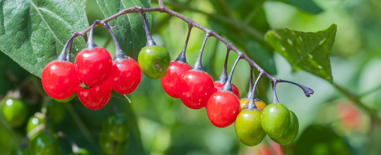 Bittersüßer Nachtschatten - Solanum dulcamara Bittersüßer Nachtschatten - Solanum dulcamara