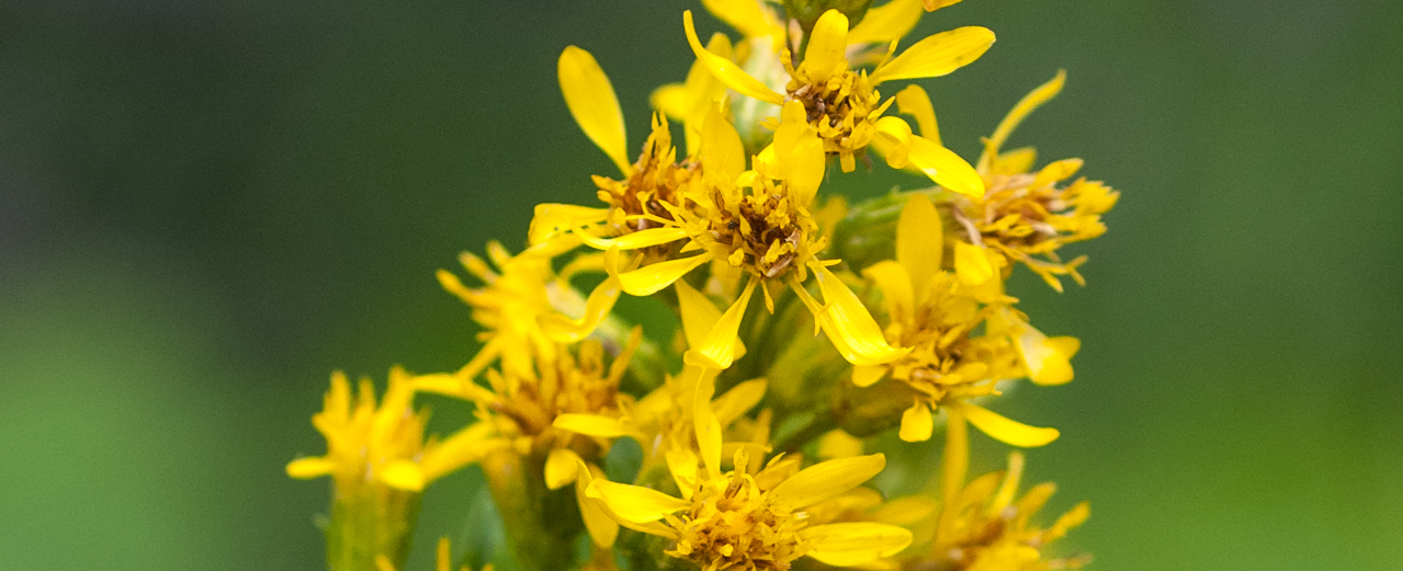 Echte Goldrute - Solidago virgaurea