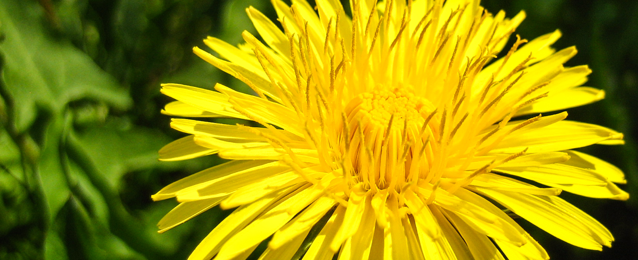 Löwenzahn - Taraxacum officinale