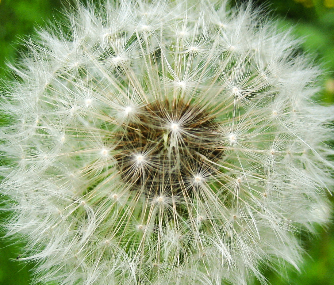 Löwenzahn - Taraxacum officinale