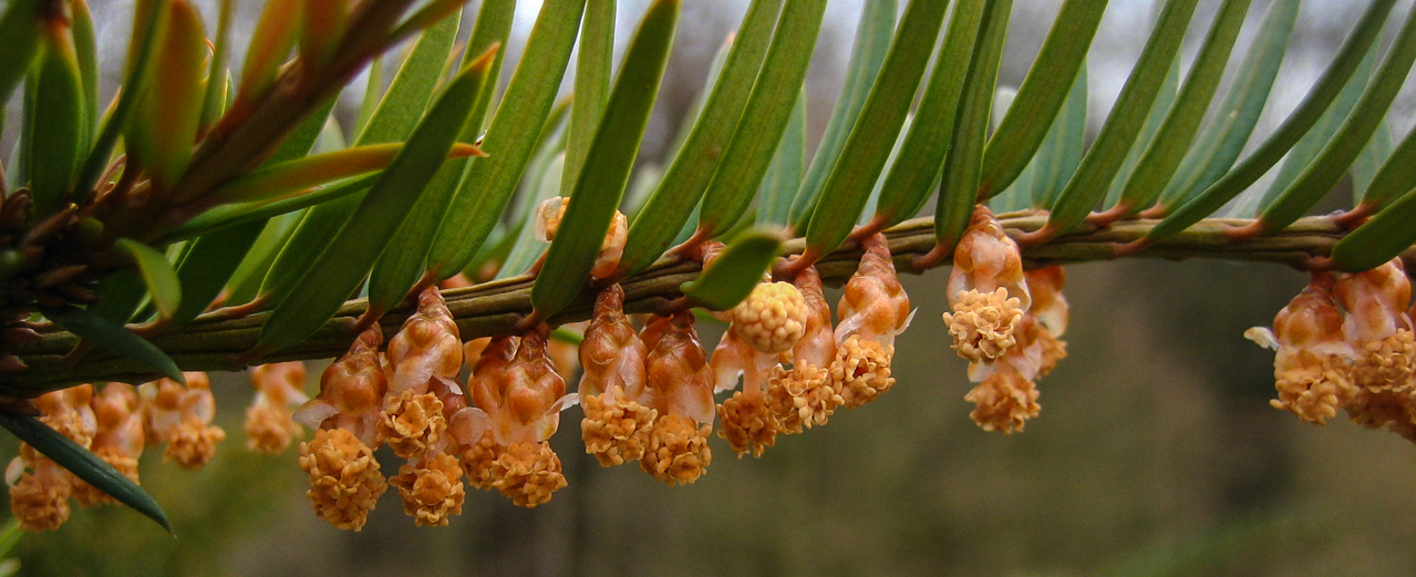 Eibe - Taxus baccata (männliche Blüten)
