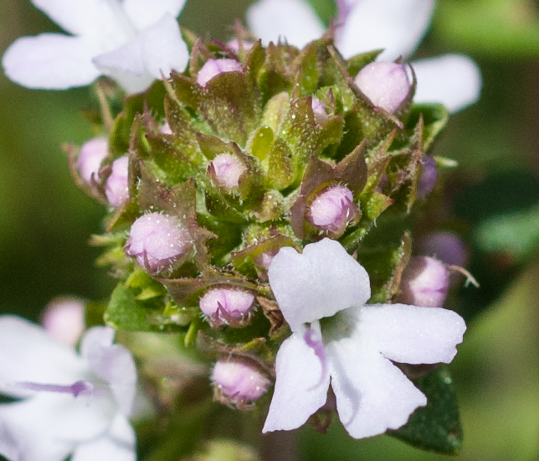 Echter Thymian - Thymus vulgaris