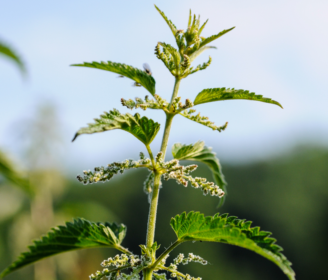 Große Brennnessel - Urtica dioica