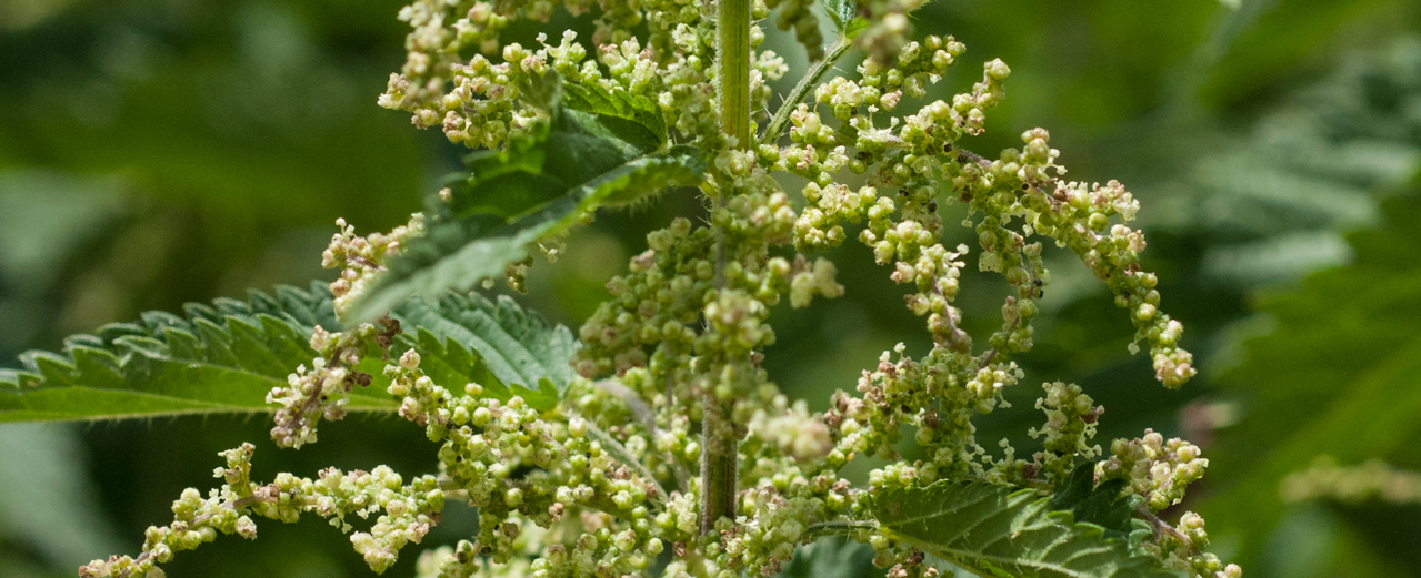 Große Brennnessel - Urtica dioica