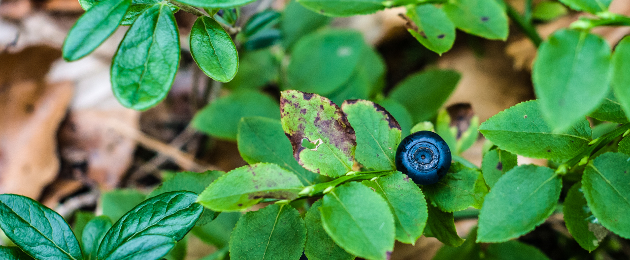 Heidelbeere - Vaccinium myrtillus